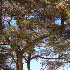 VaalBoom